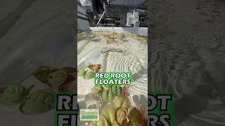 RED ROOT FLOATER WOW FLOATING PLANT PHYLLANTHUS FLUITANS 🔥🔥🔥Aquarium Plant 🌱 For Sale [upl. by Downs350]