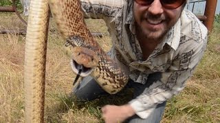 BULL SNAKES  All Across America [upl. by Natfa]