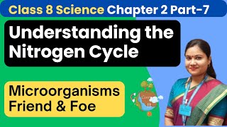 Part 8  Understaning Nitrogen Fixation amp Nitrogen Cycle  Class 8 Science Chapter 2 [upl. by Notnirt601]