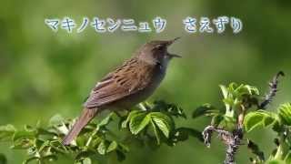 小鳥の囀り マキノセンニュウ 鳴き声 Lanceolated Warbler [upl. by Hertberg]