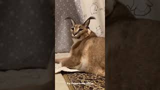 Gosha is on a Diet  Big Floppa caracal [upl. by Lon]