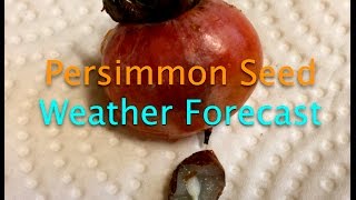 Persimmon Seed Weather Forecast [upl. by Eelarol]