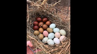 Chicken breeds you need for a colorful egg basket [upl. by Atnohs100]