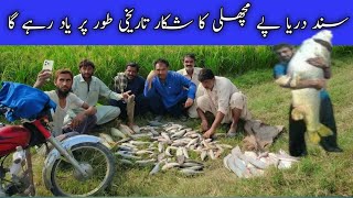 UNBELIEVABLE Fish Catch in Layyah  fish hunting sindh river taunsa  Layyah Taunsa Pul py fish [upl. by Asemaj]