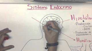 Sistema Endocrino Introducción [upl. by Messere199]