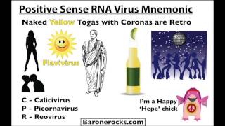 Positive Sense RNA Virus Mnemonic [upl. by Zerdna572]