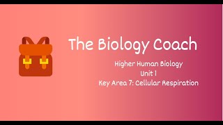 CfE Higher Human Biology  Unit 1 KA7 Cellular Respiration [upl. by Ruenhcs322]