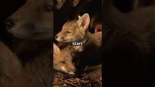 The Adorable Journey of Baby Foxes babyanimals babyfox foxcub fox animalfacts cuteanimals [upl. by Warp975]