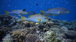 Maldives  freediving Embudu Village [upl. by Atiuqa25]