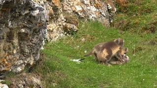 Polarfuchswelpen Arctic Fox cubs  Alopex lagopus [upl. by Borchers]