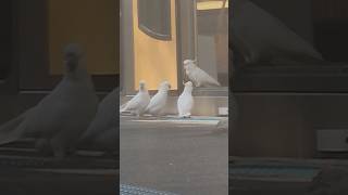 Birds on a Train  Ozzy Man Quickies [upl. by Naesad]