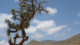 Frankincense in the field  Oman [upl. by Essej]