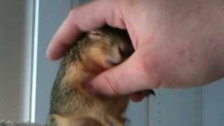 Pet baby squirrel loves my hands [upl. by Minerva]