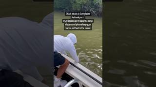 Shark Attacks Fisherman in Florida Everglades [upl. by Merow858]