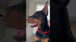 European doberman puppies  For sale  Female 3 months old [upl. by Ellehcer]