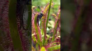 Sundew plant eating fly shorts [upl. by Takakura759]