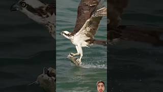 Falcon attack on fish falcon [upl. by Janelle]