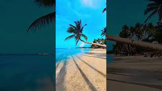 Boracay’s famous leaning coconut tree 🌴 Subscribe ☺️ boracay bulabog philippines [upl. by Mattson]