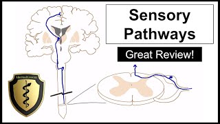 The Sensory Pathways  A Review of the Spinothalamic and Dorsal Column Tracts [upl. by Bertie420]