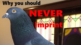 Pet Pigeon Behavior Aggression and why you SHOULDNT imprint [upl. by Natsirc]