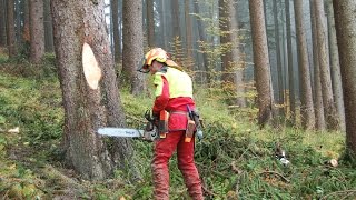 Reportage aus dem Ägertenwald bei Riffenmatt [upl. by Altman]