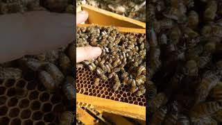 Спокійні бджоли😯🤩🐝 beekeepers beekeeper beekeeping bee honeybee nature animals [upl. by Anifares276]