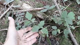 Foamflower Tiarella trifoliata [upl. by Russo]