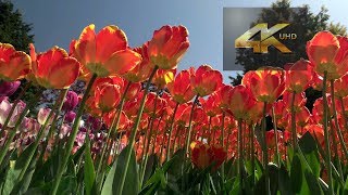 Skagit Tulip Festival  RoozenGaarde 20180425 4K UHD [upl. by Stephens]