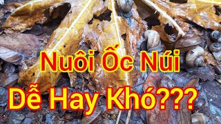 Nuôi Ốc Núi  Dễ Hay KhóKỹ Thuật Nuôi Ốc NúiTrườngvlog85 [upl. by Broddy]