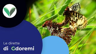 Live streaming n 1 quotGLI INSETTIquot di Macro amp nature world  Gianluca Doremi [upl. by Martijn]