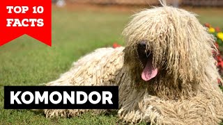 Komondor  Top 10 Facts [upl. by Debarath]