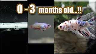 BETTA fish GROWTH  from Eggs  3 months [upl. by Anelaf257]