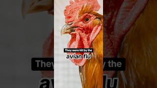 250000 animals euthanized in California county amid avian flu shorts [upl. by Aianat134]