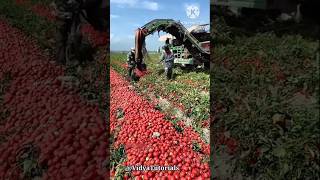 टमाटर की खेती से लाखों की कमाई कैसे करते हैं  tomato farming farming tomato [upl. by Nahtal]