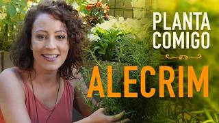 Como cultivar ALECRIM em VASO aprenda a PODAR a PLANTA [upl. by Ellehcan550]