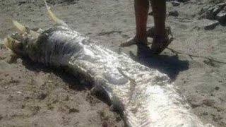 4 Metre Long Sea Creature Found On Beach In Spain [upl. by Shornick]