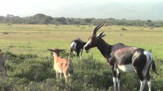 Bontebok [upl. by Gipsy547]