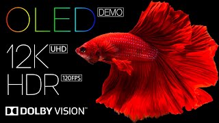 Ultimate Best 12K HDR 120fps OLED Dolby Vision Video for Eye Melting Quality [upl. by Ellekim]