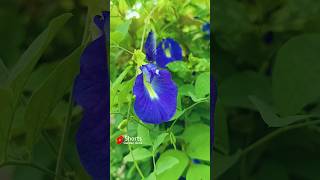 😍😍 nature plants flowers gardening aprajitaplant aprajitaplant shortvidios shorts [upl. by Asirret338]