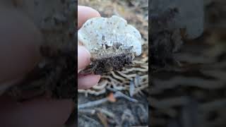 Video Linked Turkey Tail Foraging Identification Medicinal Mushroom tea tincture mushroom [upl. by Elkraps260]