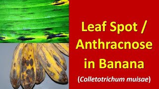 How to manage Leaf Spot Anthracnose in Banana  Colletotrichum muisae [upl. by Ramu]