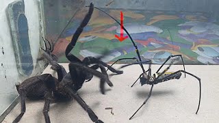 Big Spider vs Tarantula Spider  what will happen [upl. by Cherian]