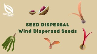 Seed Dispersal Wind Dispersed Seeds [upl. by Tait191]