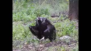 Cinereous Vulture Aegypius monachus [upl. by Intruoc]