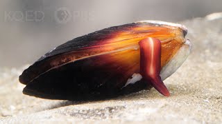 How Does the Mussel Grow its Beard  Deep Look [upl. by Euqinot]