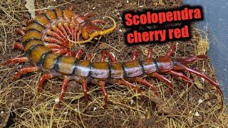 Scolopendra cherry red [upl. by Aikahs]