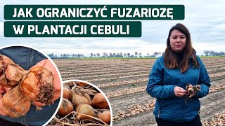 Jak ograniczyć fuzariozę w plantacji cebuli [upl. by Nytsua313]