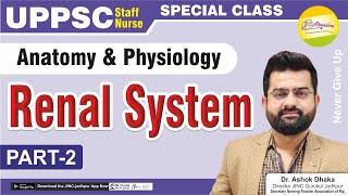 Renal System Part2 Anatomy amp Physiology [upl. by Wanda]