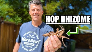 How to PLANT RHIZOMES to GROW YOUR OWN HOPS  MoreBeer [upl. by Admama909]