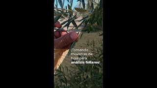 ¡TOMANDO MUESTRAS DE HOJA PARA ANÁLISIS FOLIARES [upl. by Aneerak]